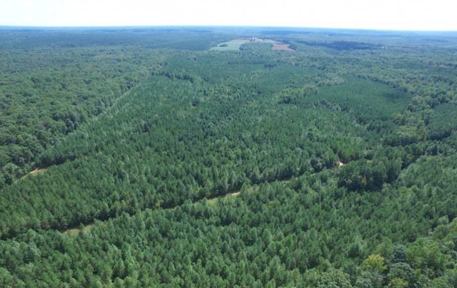 Image for 175 +/- Acres of Timber Land w/2,000’ +/- of Frontage on the Appomattox River—ONLINE ONLY BIDDING!!