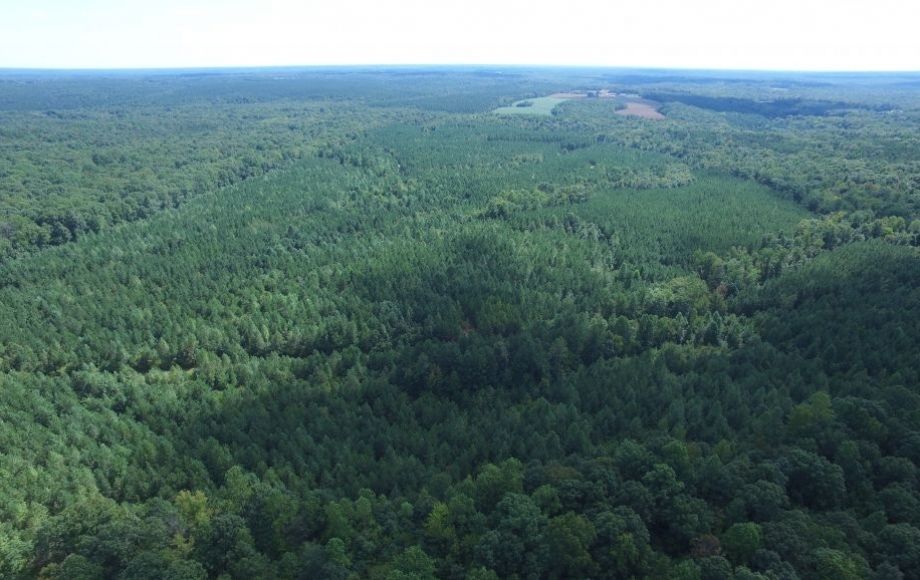 Image for 175 +/- Acres of Timber Land w/2,000’ +/- of Frontage on the Appomattox River—ONLINE ONLY BIDDING!!