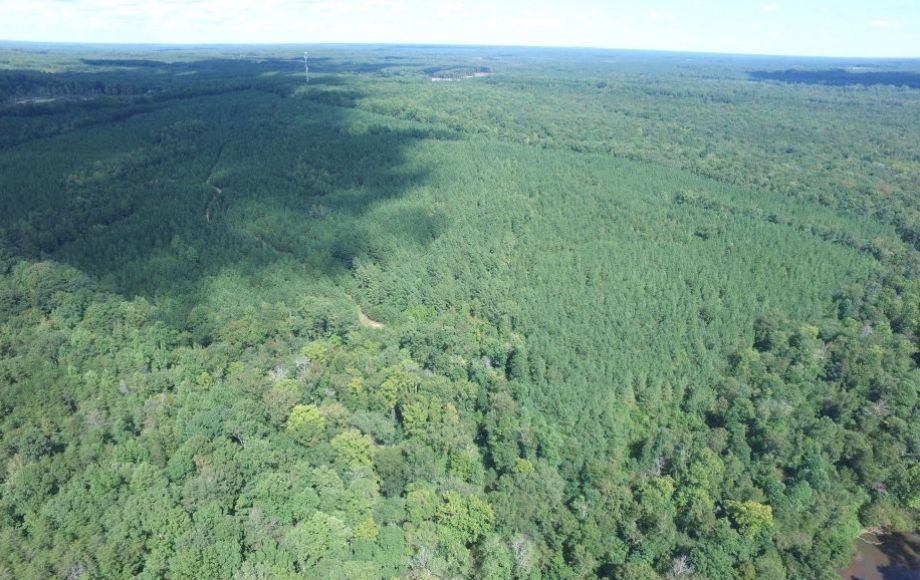 Image for 175 +/- Acres of Timber Land w/2,000’ +/- of Frontage on the Appomattox River—ONLINE ONLY BIDDING!!