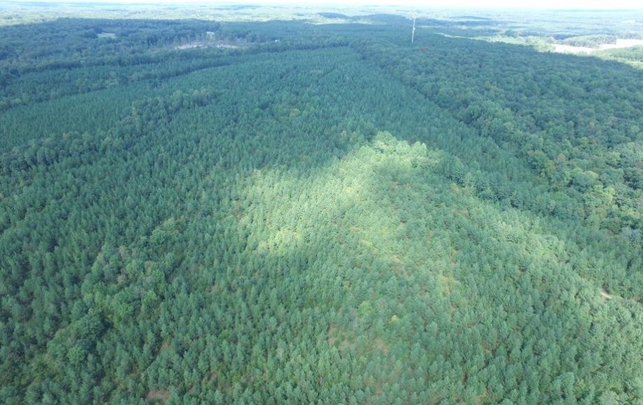 Image for 175 +/- Acres of Timber Land w/2,000’ +/- of Frontage on the Appomattox River—ONLINE ONLY BIDDING!!