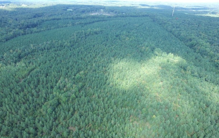 Image for 175 +/- Acres of Timber Land w/2,000’ +/- of Frontage on the Appomattox River—ONLINE ONLY BIDDING!!