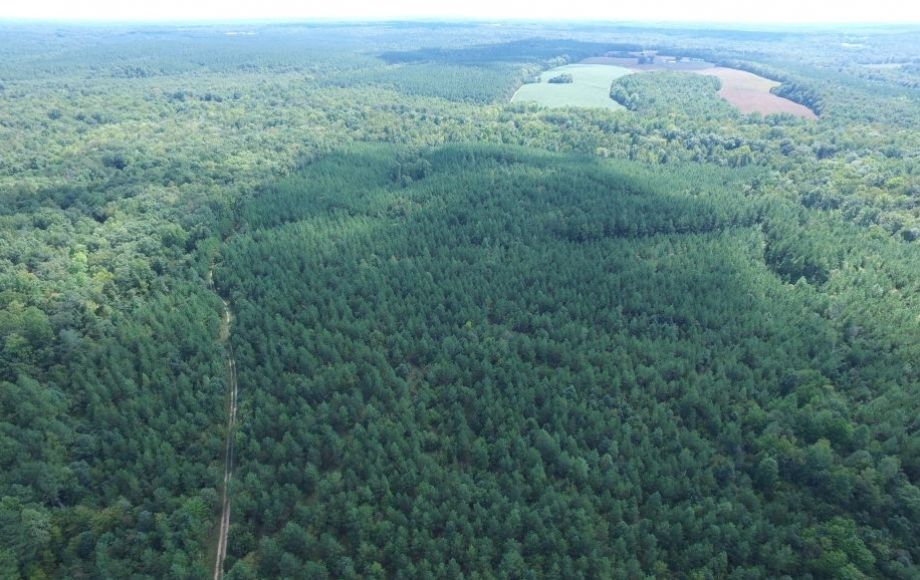 Image for 175 +/- Acres of Timber Land w/2,000’ +/- of Frontage on the Appomattox River—ONLINE ONLY BIDDING!!