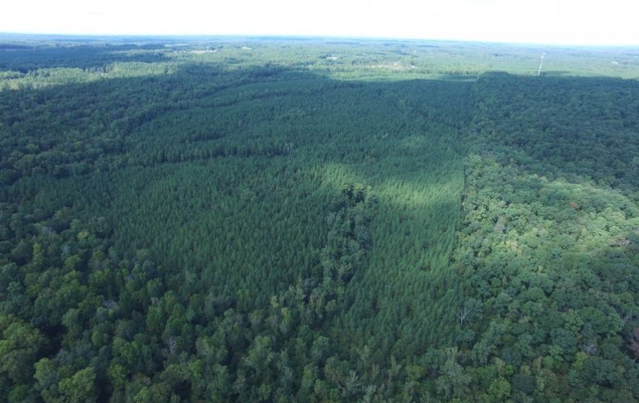 Image for 175 +/- Acres of Timber Land w/2,000’ +/- of Frontage on the Appomattox River—ONLINE ONLY BIDDING!!