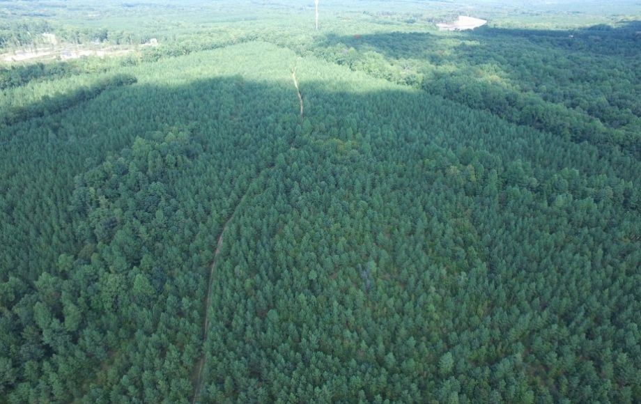 Image for 175 +/- Acres of Timber Land w/2,000’ +/- of Frontage on the Appomattox River—ONLINE ONLY BIDDING!!