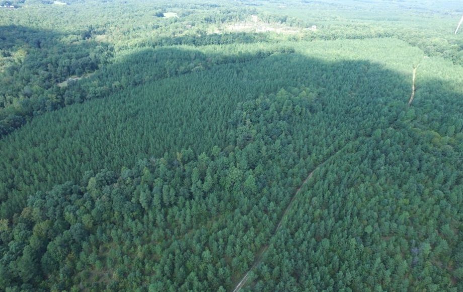 Image for 175 +/- Acres of Timber Land w/2,000’ +/- of Frontage on the Appomattox River—ONLINE ONLY BIDDING!!