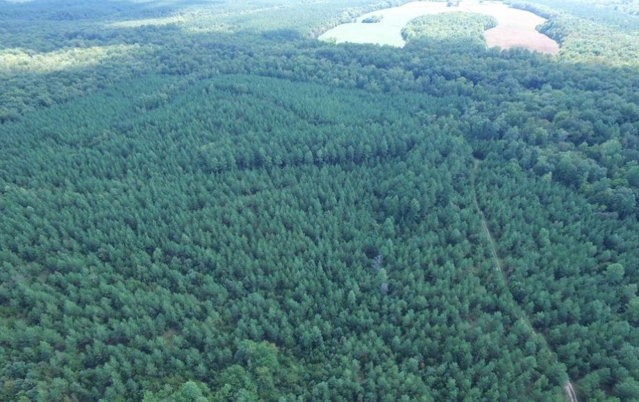 Image for 175 +/- Acres of Timber Land w/2,000’ +/- of Frontage on the Appomattox River—ONLINE ONLY BIDDING!!