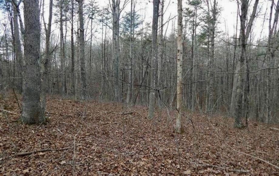 Image for 25 +/- Acre Wooded Parcel in Prince William County, VA—Sells to the Highest Bidder!!—ONLINE ONLY