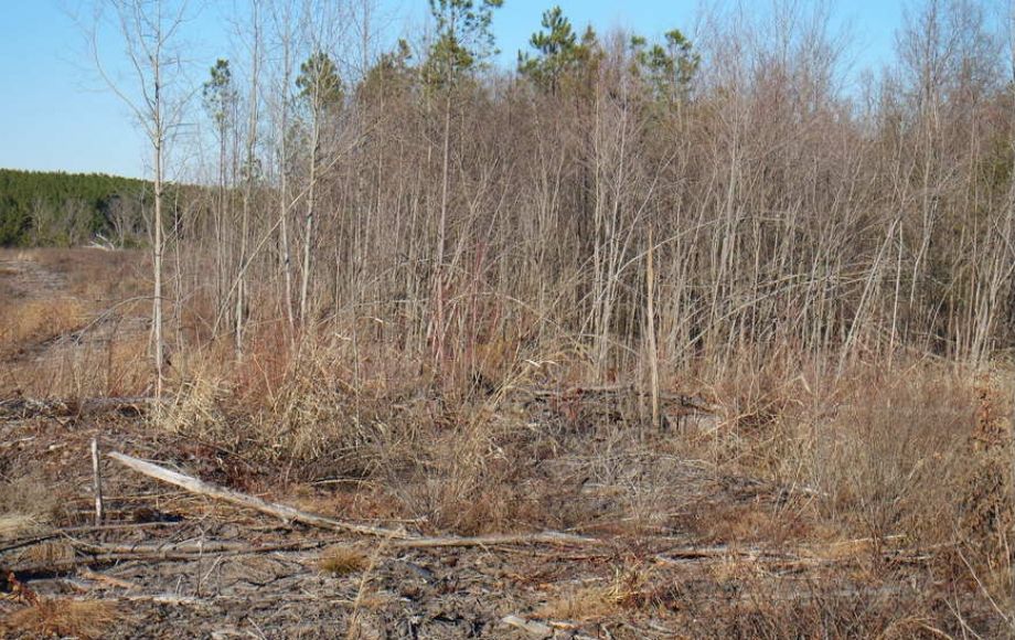 Image for 26 +/- Ac. of Raw Land in Spotsylvania County, VA Selling at or Above $25,000!! ONLINE BIDDING ONLY