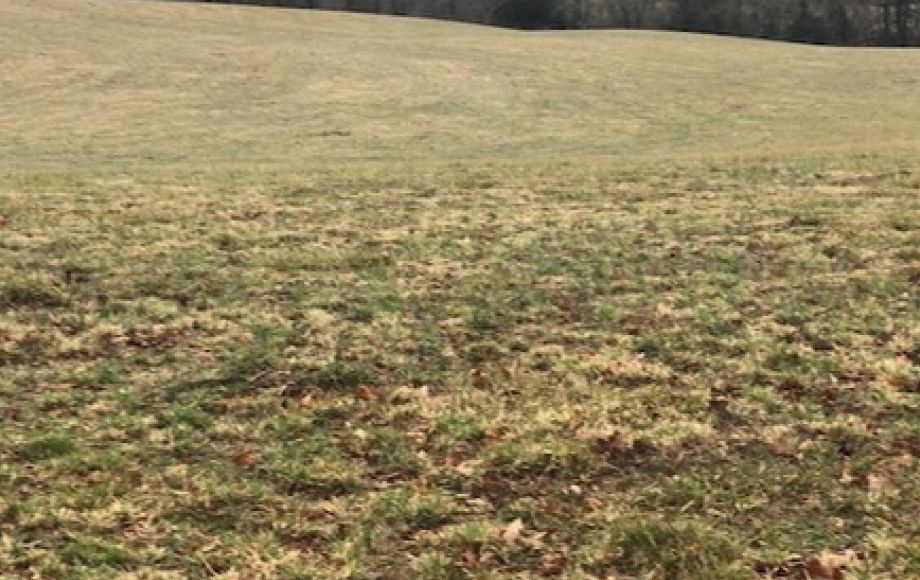 Image for 30 +/- Acres w/River Frontage & Creek Frontage in Madison, VA—Sells to the Highest Bidder!!