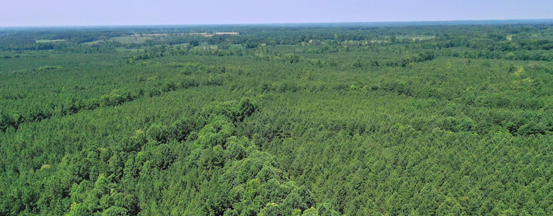 Timber Land