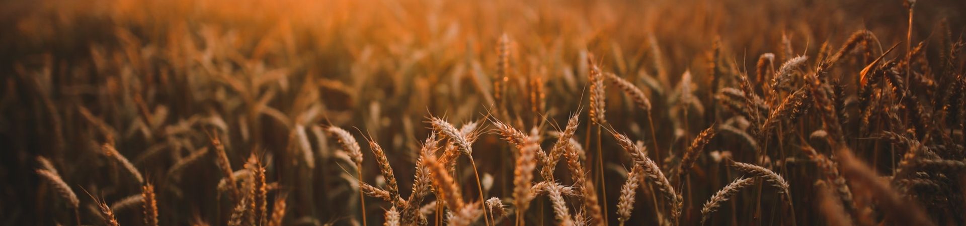 Food-sunset-love-field