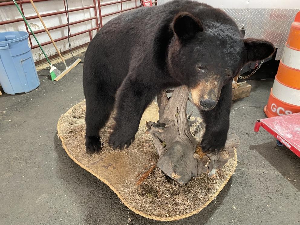 Image for VIRTUAL AUCTION - Black Bear Mount, NASCAR, Tools, Glassware, China and Household Items