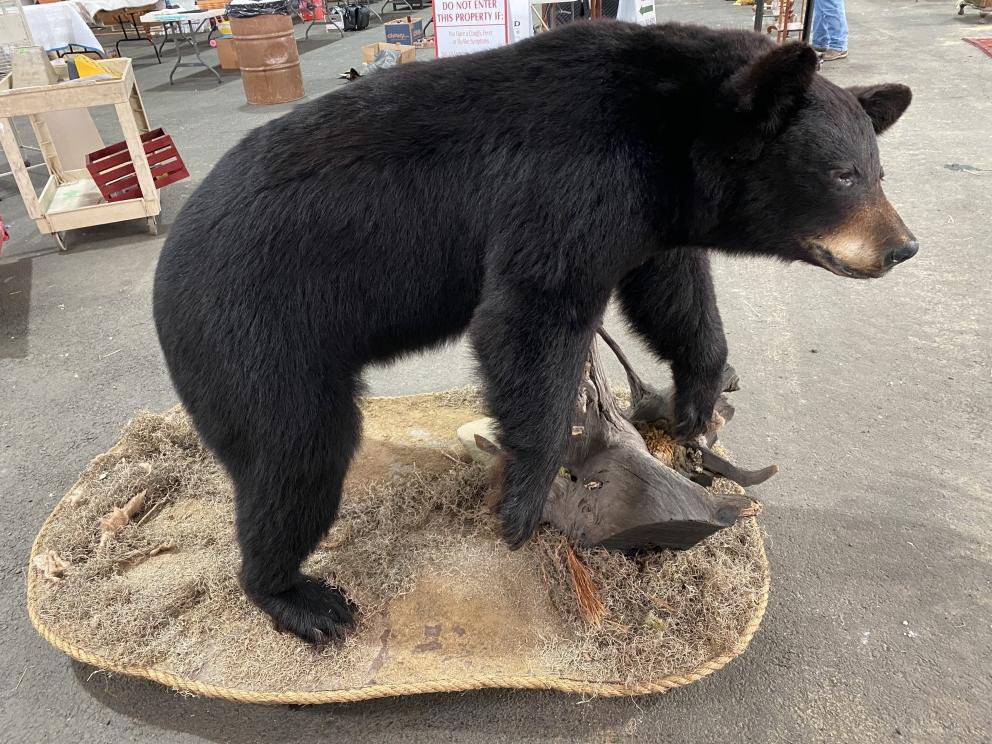Image for VIRTUAL AUCTION - Black Bear Mount, NASCAR, Tools, Glassware, China and Household Items