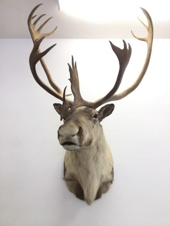 Image for Amazing Collection of Terry Synan Part III