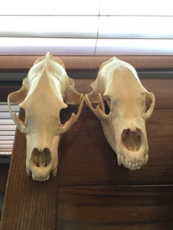 Image for SHORT NOTICE Dr. and Mrs. Dean Evans Collection - Princeton, WV