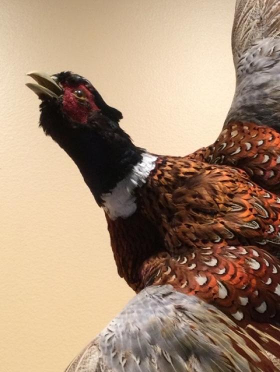 Image for URGENT SHORT NOTICE - Tremendous Taxidermy