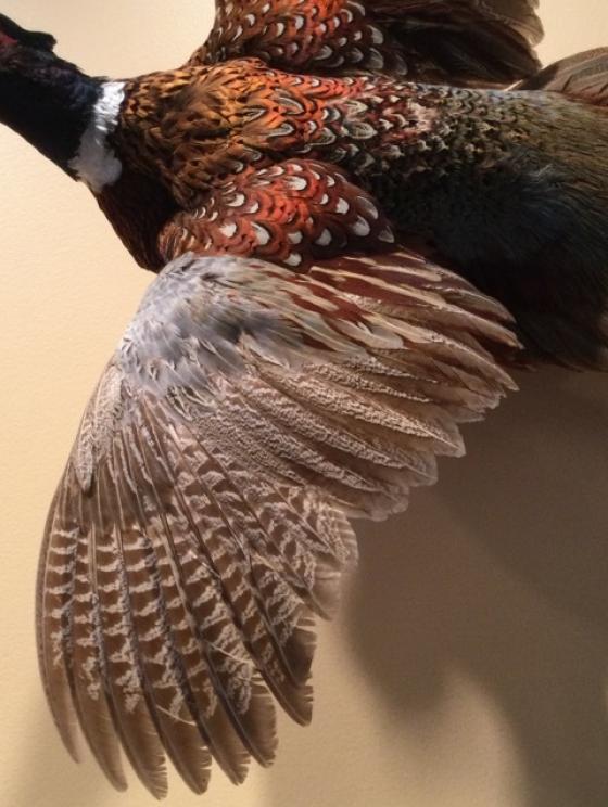 Image for URGENT SHORT NOTICE - Tremendous Taxidermy