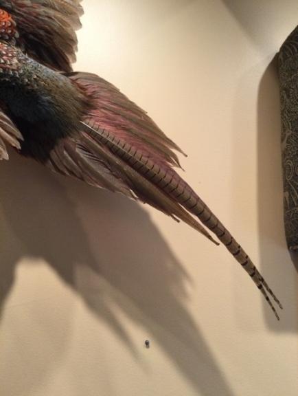 Image for URGENT SHORT NOTICE - Tremendous Taxidermy