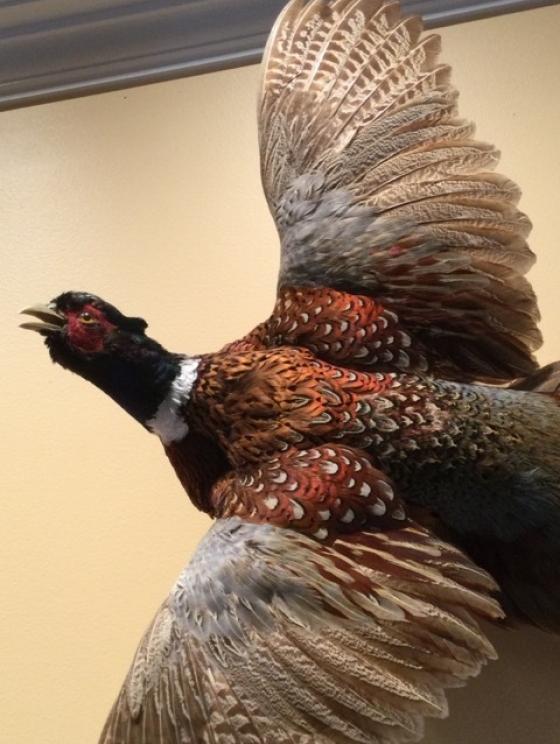 Image for URGENT SHORT NOTICE - Tremendous Taxidermy