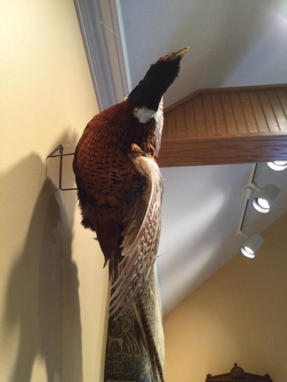 Image for URGENT SHORT NOTICE - Tremendous Taxidermy