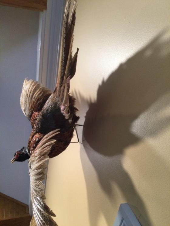 Image for URGENT SHORT NOTICE - Tremendous Taxidermy