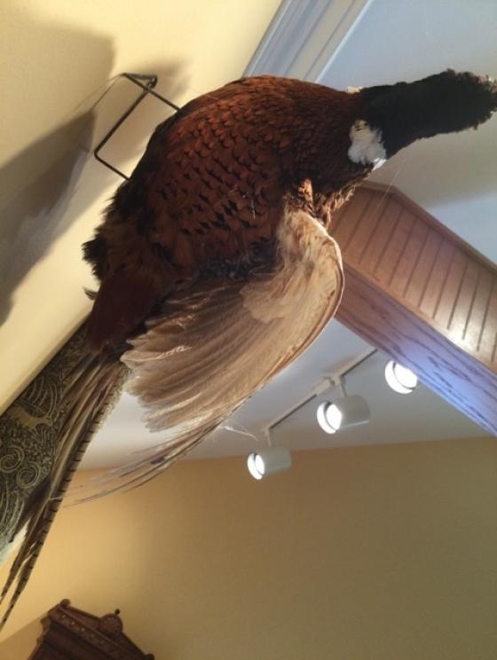 Image for URGENT SHORT NOTICE - Tremendous Taxidermy