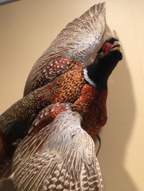 Image for URGENT SHORT NOTICE - Tremendous Taxidermy