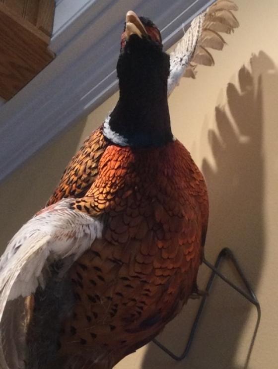 Image for URGENT SHORT NOTICE - Tremendous Taxidermy