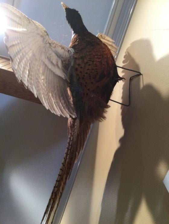 Image for URGENT SHORT NOTICE - Tremendous Taxidermy