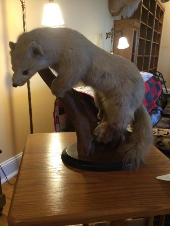 Image for URGENT SHORT NOTICE - Tremendous Taxidermy