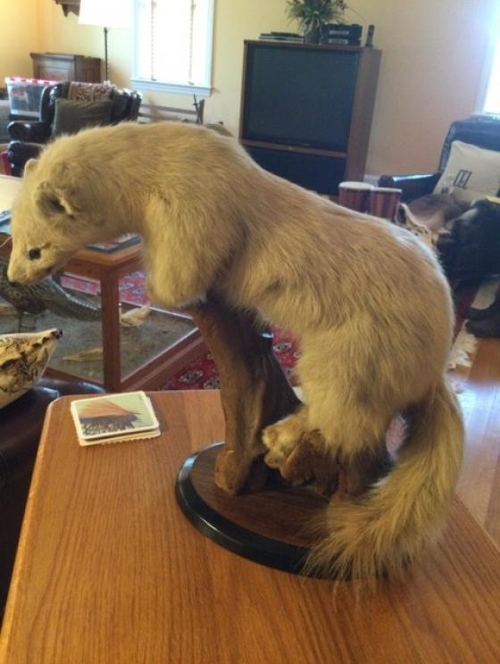Image for URGENT SHORT NOTICE - Tremendous Taxidermy
