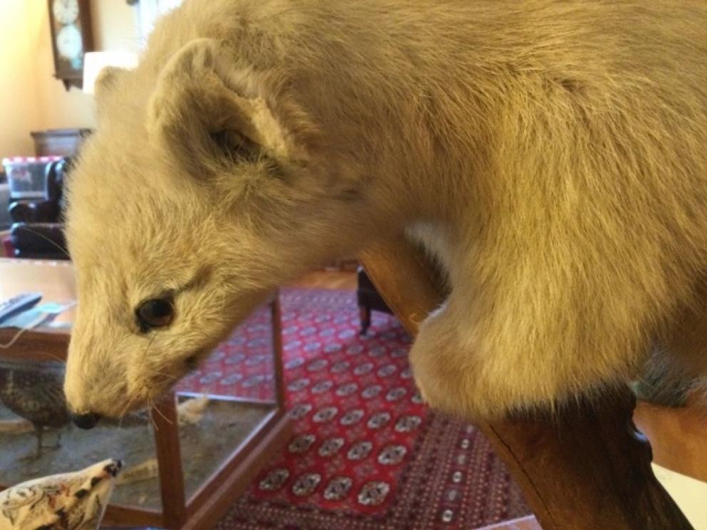 Image for URGENT SHORT NOTICE - Tremendous Taxidermy