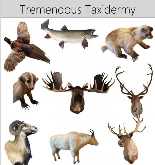 Image for URGENT SHORT NOTICE - Tremendous Taxidermy