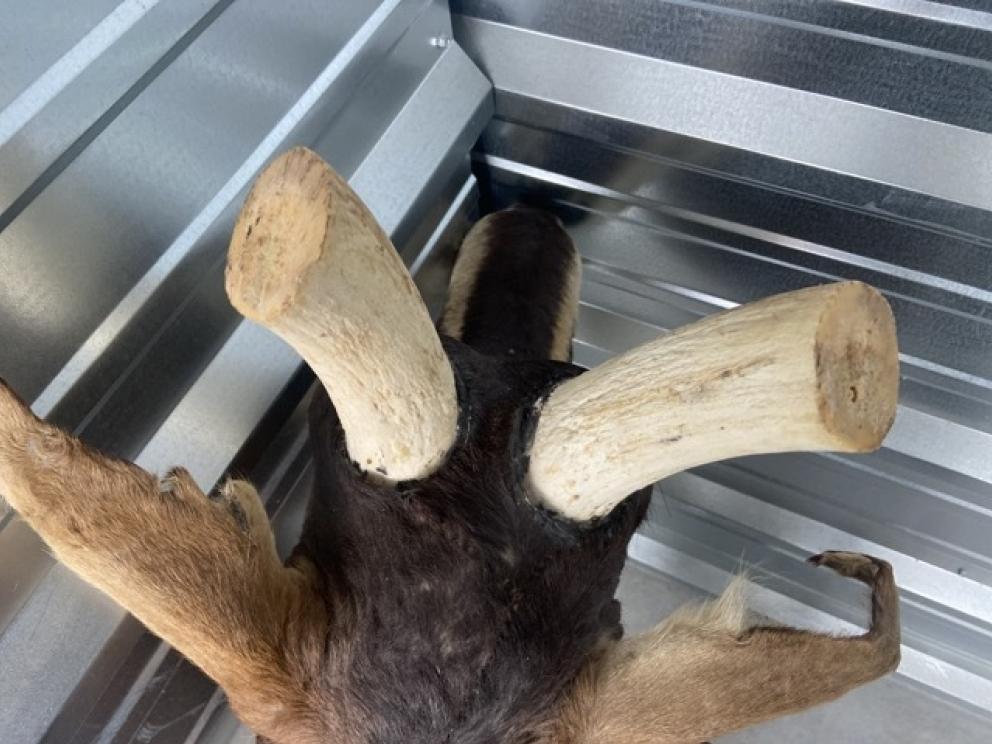 Image for URGENT SHORT NOTICE! - Tremendous Taxidermy