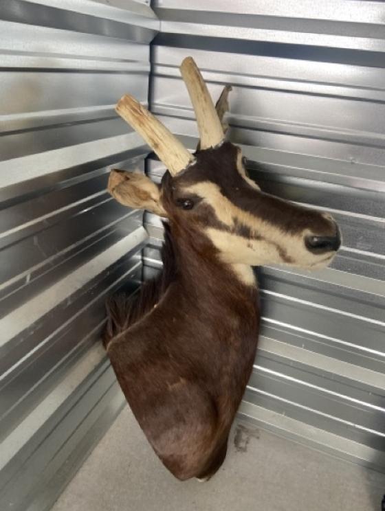 Image for URGENT SHORT NOTICE! - Tremendous Taxidermy