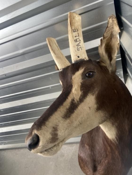 Image for URGENT SHORT NOTICE! - Tremendous Taxidermy