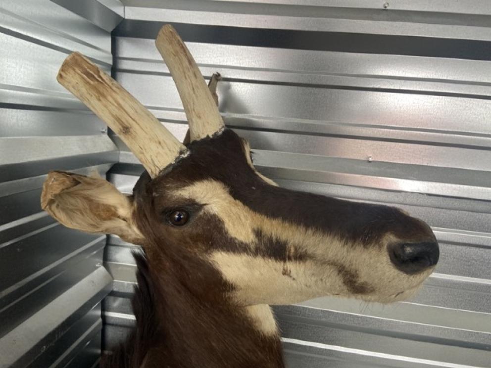 Image for URGENT SHORT NOTICE! - Tremendous Taxidermy