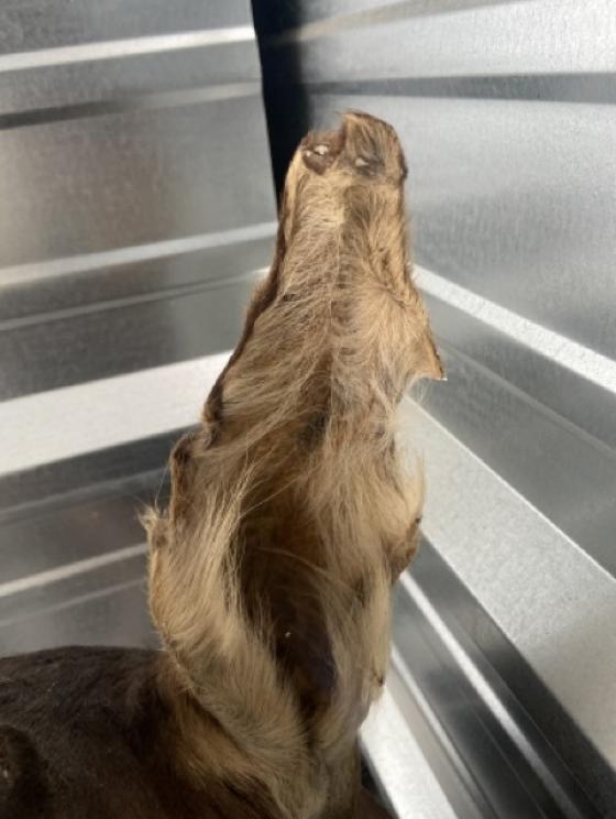 Image for URGENT SHORT NOTICE! - Tremendous Taxidermy