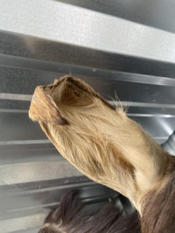 Image for URGENT SHORT NOTICE! - Tremendous Taxidermy