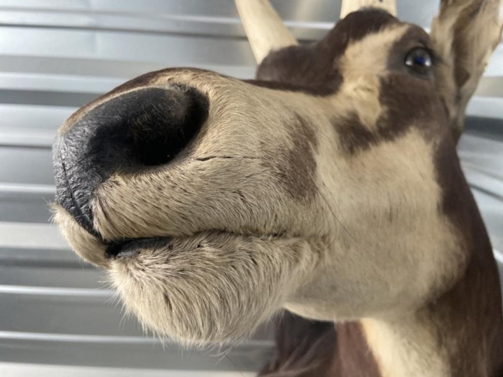 Image for URGENT SHORT NOTICE! - Tremendous Taxidermy