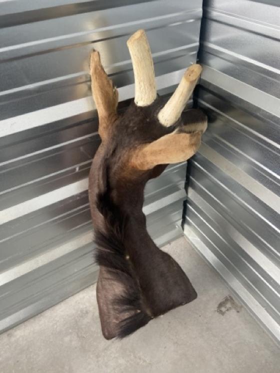 Image for URGENT SHORT NOTICE! - Tremendous Taxidermy