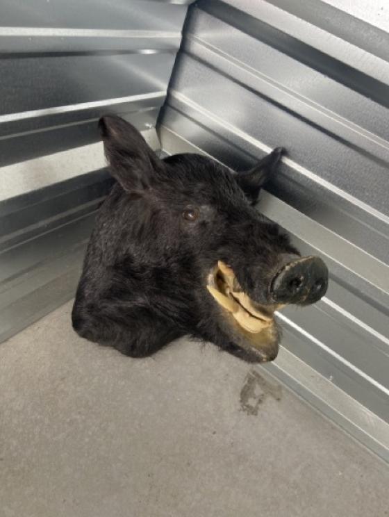 Image for URGENT SHORT NOTICE! - Tremendous Taxidermy