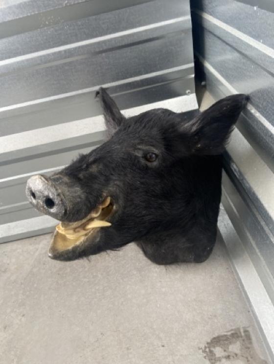 Image for URGENT SHORT NOTICE! - Tremendous Taxidermy