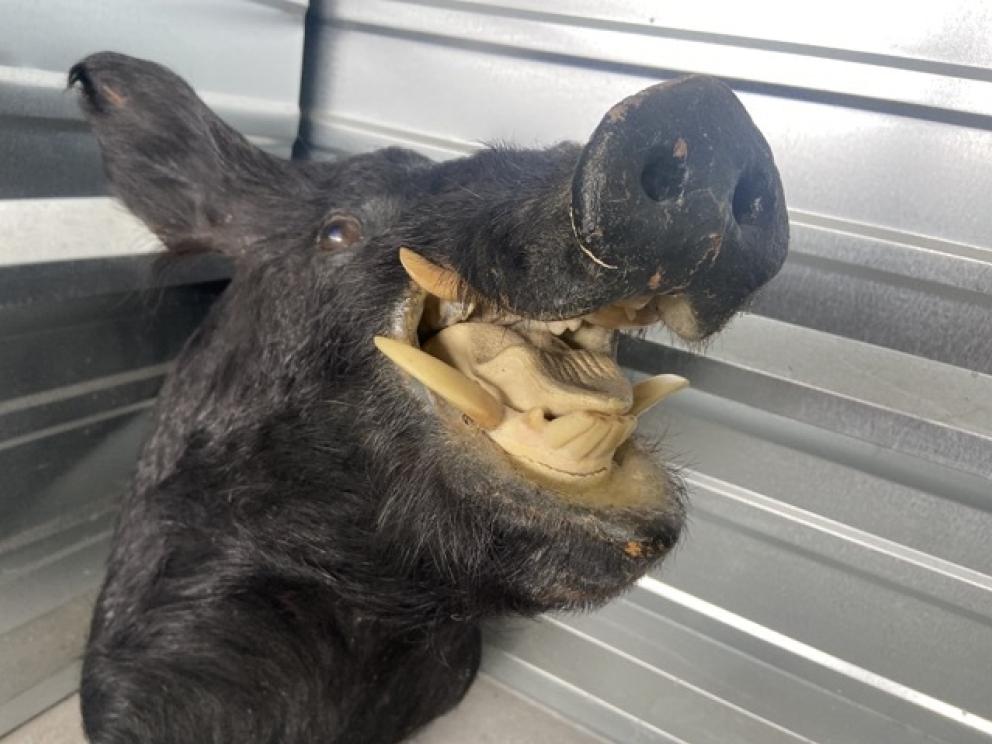 Image for URGENT SHORT NOTICE! - Tremendous Taxidermy