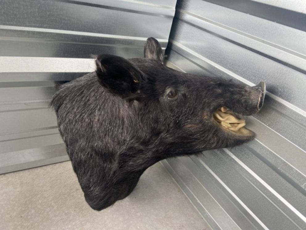 Image for URGENT SHORT NOTICE! - Tremendous Taxidermy