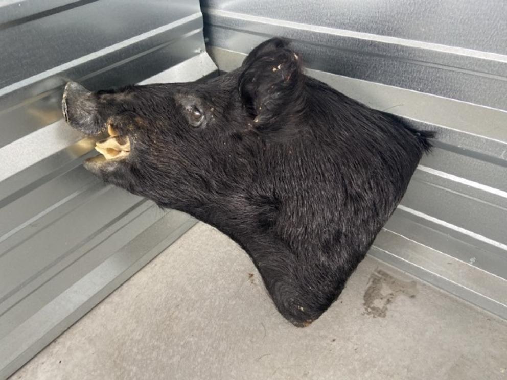 Image for URGENT SHORT NOTICE! - Tremendous Taxidermy