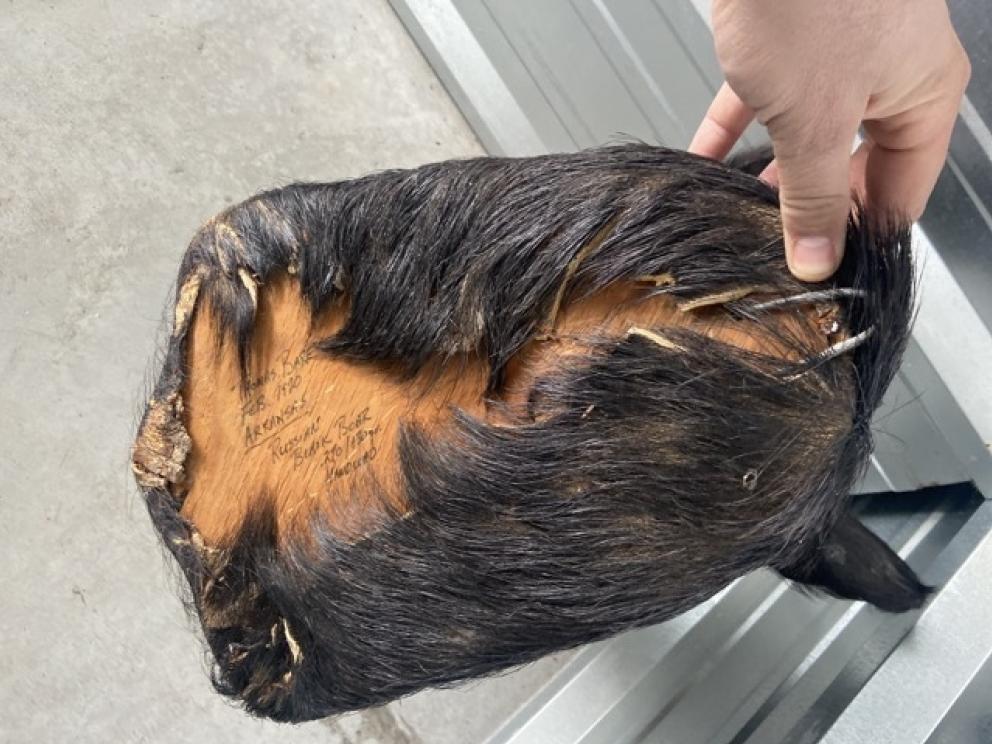 Image for URGENT SHORT NOTICE! - Tremendous Taxidermy