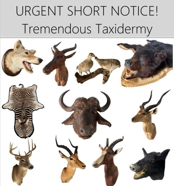 Image for URGENT SHORT NOTICE! - Tremendous Taxidermy