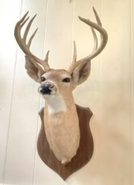 Image for The Shepherd Collection of Roanoke, VA