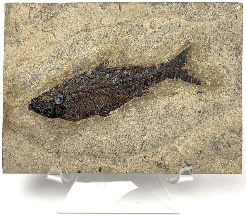 Image for Out of This World Collection of Donald McCray